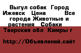Выгул собак. Город Ижевск › Цена ­ 150 - Все города Животные и растения » Собаки   . Тверская обл.,Кимры г.